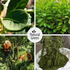 Bio Mate Tee - Natural Green PURE LEAF 500g - Premium Mate Tee ohne Stängel (frisch & ungeräuchert) VAKUUMVERPACKT